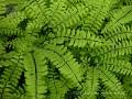 Maidenhair Ferns 3 - Adiantum pedatum